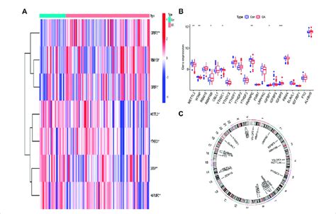 M A Modulators In Osteoarthritis Oa A Heat Maps Of The