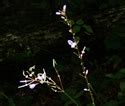 Desmodium Nudiflorum Naked Flower Tick Trefoil Minnesota Wildflowers