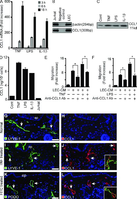 Inflammatory Cytokines Increase Ccl1 Production By Lecs And Tumor Cell