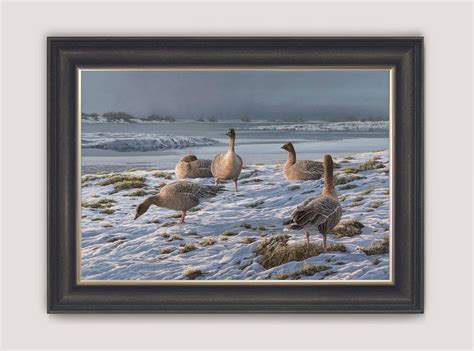 Pink Footed Geese In Frosty Snow Scene Framed Canvas Print From An