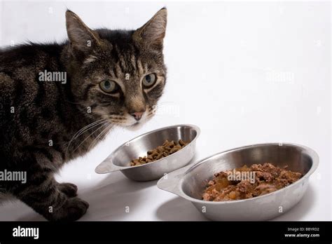 Tabby Cat Eating Stock Photo Alamy