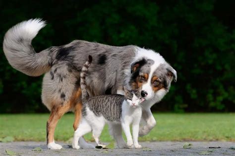 Cachorro e gato juntos 8 truques para melhorar a convivência e 30