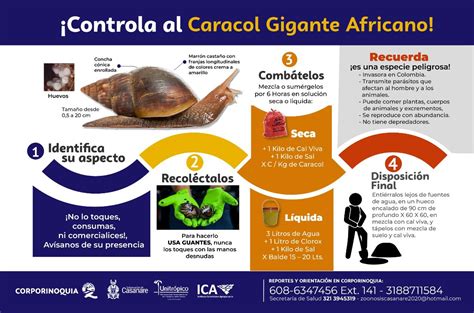 Cuidado Caracol Gigante Africano Cga Una Probable Amenaza Para La