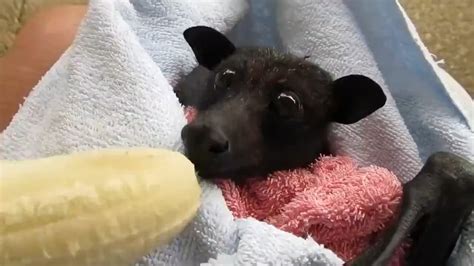 Here is a bat eating a banana : r/MadeMeSmile