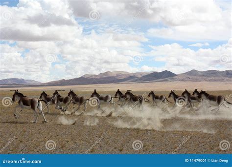 Wild donkeys stock image. Image of group, zoology, donkey - 11479001