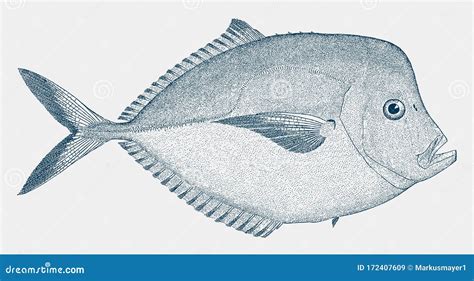 Moonfish Cartoons Illustrations And Vector Stock Images 133 Pictures