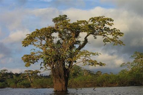 Cuyabeno Reserva De Producci N De Flora Y Fauna