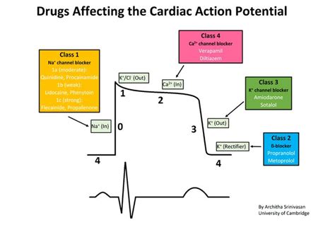 Antiarrhythmic Agent Wikipedia Nursing School Notes Pharmacology