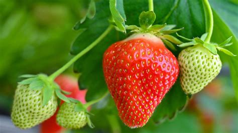 Geschichte Und Herkunft Seit Wann Wir Erdbeeren Kennen Und Genießen