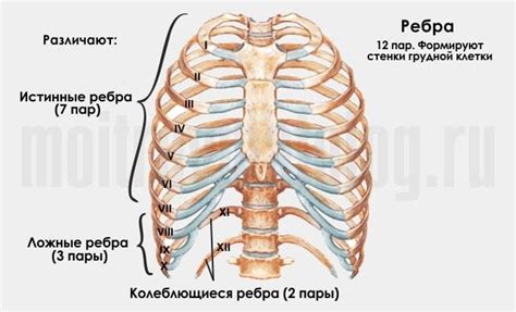 Как выглядят ребра у человека фото спереди