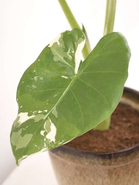 Alocasia Macrorrhiza Variegata Kaufen