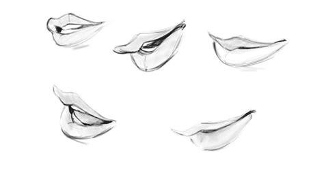 Anatomy Of Lips Drawing | Lipstutorial.org