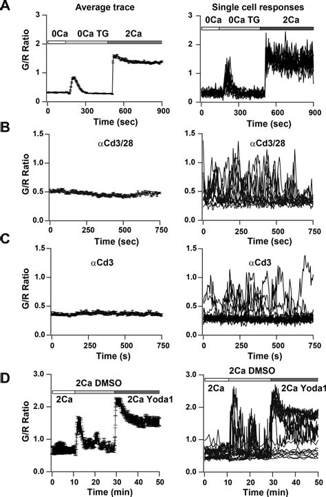 Figures And Data In T Cell Calcium Dynamics Visualized In A Ratiometric