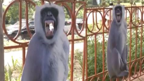 G20 Summit In Delhi Nmdc Places Langur Cut Outs To Keep Away Monkeys