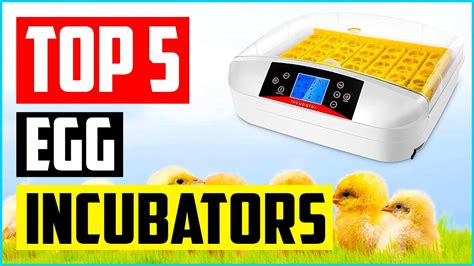 Top Best Egg Incubators In Reviews Youtube