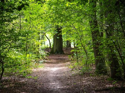 Wandelroute Posterholt Eeuwenoude Natuur En Cultuur In Het Munnichsbos