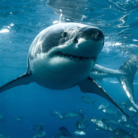 Tiburones: Fotos, tipos de tiburones y por qué son considerados peligrosos