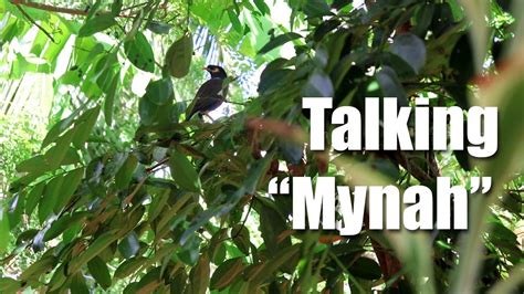 Talking Mynah Youtube