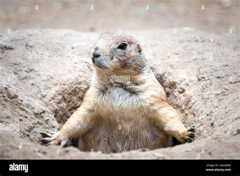Funny Prairie Dog Hi Res Stock Photography And Images Alamy