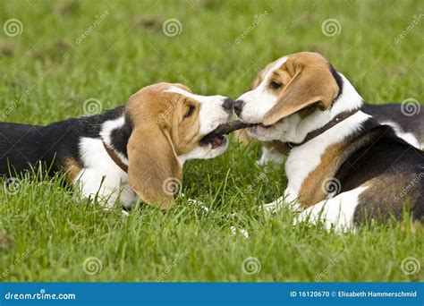 Beagle puppies playing stock photo. Image of hound, puppy - 16120670