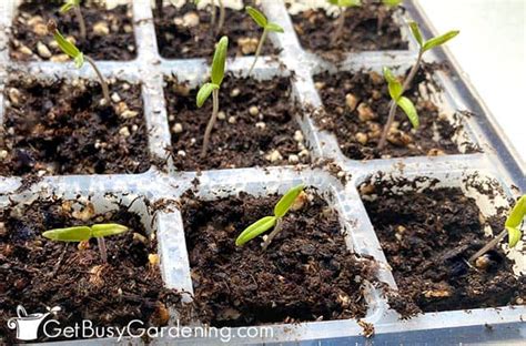 Growing Tomatoes From Seed The Complete How To Guide