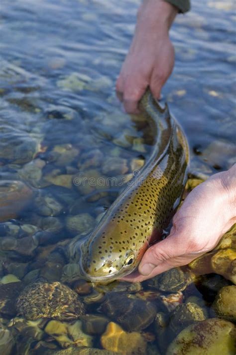 Rainbow Trout Stock Photo Image Of Flyfishing Release 8806148