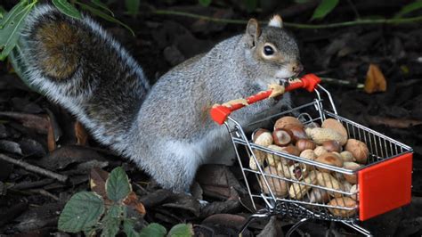 Squirrels Push Miniature Shopping Trolleys In Cannon Hill Park Itv