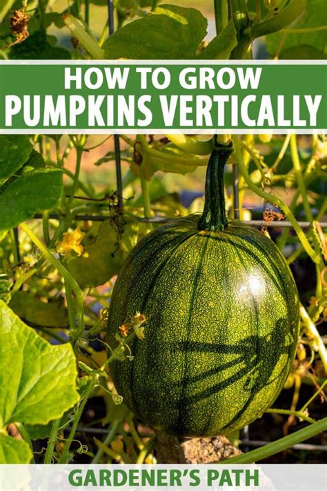 How To Grow Pumpkins Vertically On A Trellis Gardeners Path