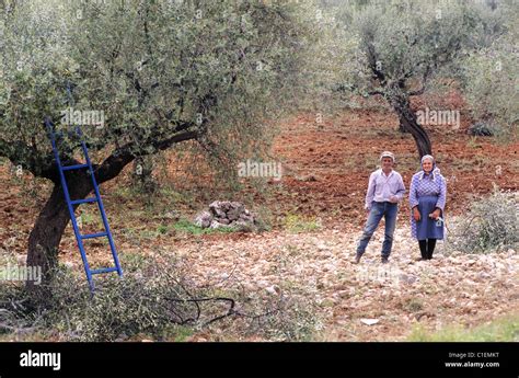 Greece, Peloponnese, Greek people and olive trees Stock Photo - Alamy