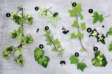 The Best English Ivy For Your Garden Types Of Ivy English Ivy Plant