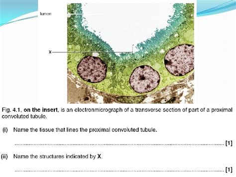 Proximal Convoluted Tubule Spec c i the structure