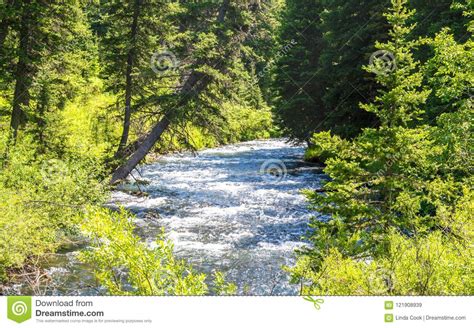 River Rushing Through A Lush Forest In Montana Stock Image Image Of