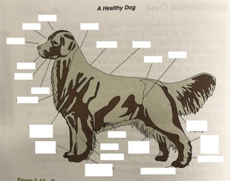 Dog External Anatomy Diagram Quizlet