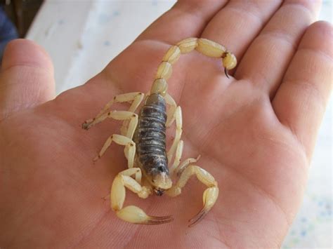 Alacrán de Tehuacán Hoffmannihadrurus aztecus NaturaLista Mexico