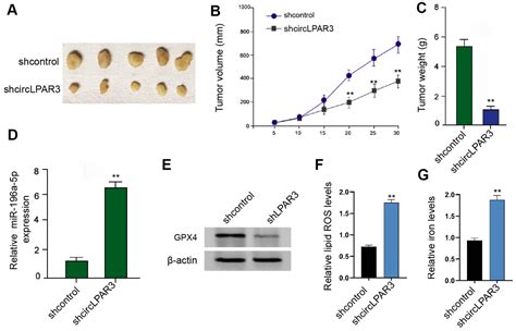 Circular RNA LPAR3 Enhances GPX4 Expression By Targeting MiR 196a 5p To