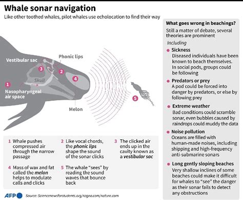 Whale strandings: Five questions answered