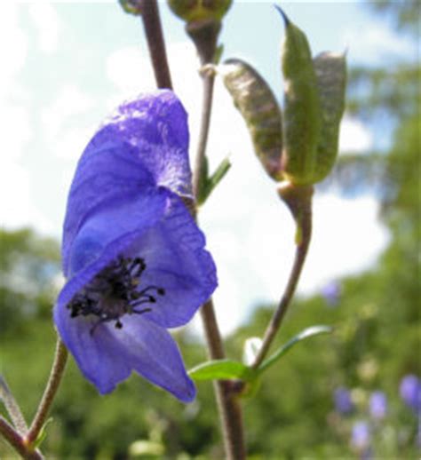 Gew Hnlicher Eisenhut Bl Te Blau Aconitum Napellus Galerie Album Bilder