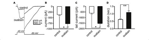 Effects Of Ouabain On Slow Wave Currents Slow Wave Currents