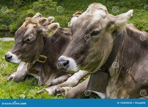 Two Cows With Cowbells Stock Photo Image Of National 102804636