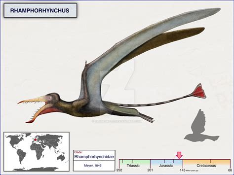 Rhamphorhynchus By Cisiopurple On Deviantart Prehistoric Animals