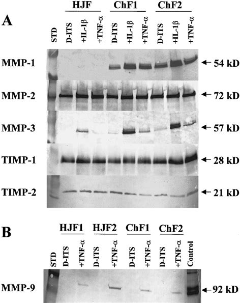 A Western Blot Analysis Of The Protein Expression Of Mmp Mmp