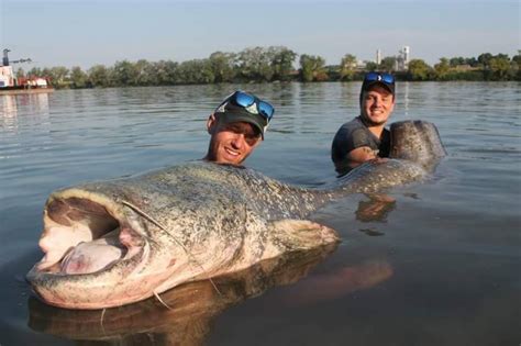 Gu A De Pesca De Siluro Encuentra Un Gu A De Pesca De Siluro