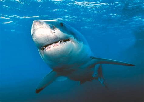 Great White Shark Miss Costa In Gulf Coast Off Florida According To