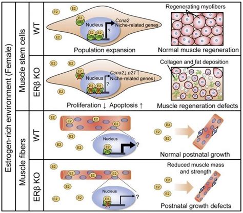 Skeletal Muscle Development And Regeneration Mechanisms Vary By Gender