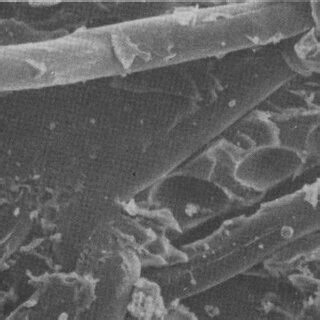 Scanning Electron Microscope Photomicrographs Showing Brittle