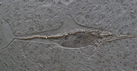 The Abrupt Origin Of Ichthyosaurs Evolution News