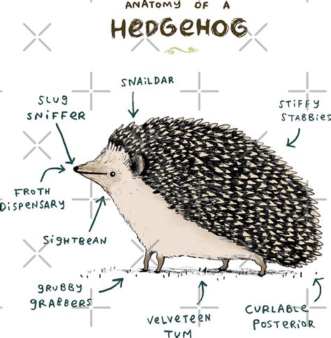 Anatomy Of A Hedgehog Stickers By Sophie Corrigan Redbubble