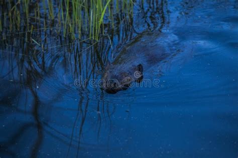 Scene of a Beaver (Castor) in Hinton Town, Alberta, Canada Stock Photo ...