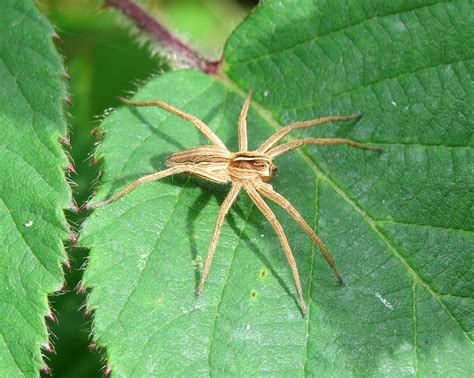 Pisaura Mirabilis Juvenile Female Ryton Wood Warwickshi Flickr