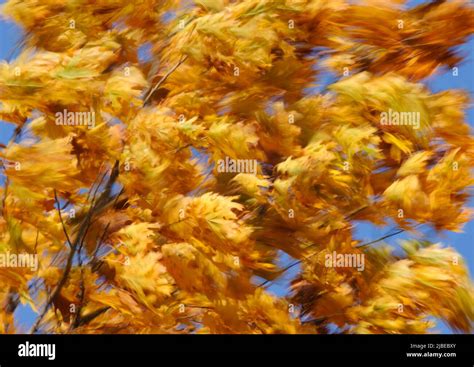 Windy fall hi-res stock photography and images - Alamy